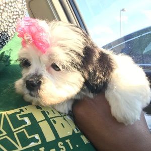 Meet your Posher, Tiana